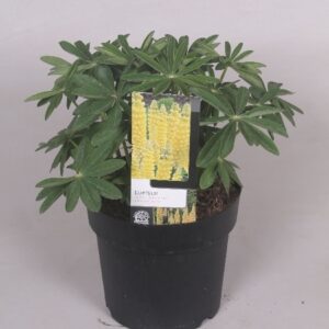 Lupinus Lupinus 'West Country' Dessert Sun - 23 cm
(1 Plants/Order)(23cmP 60cmH)