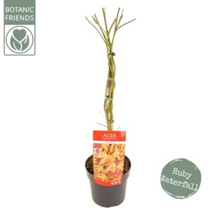 Acer palmatum Acer palm. 'Cascade Ruby' ®
(1 Plants/Order)(19cmP 70cmH)