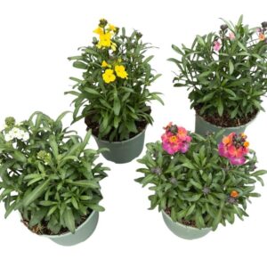 Erysimum linifolium Erysimum Linifolium mix
(1 Plants/Order)(17cmP 35cmH)