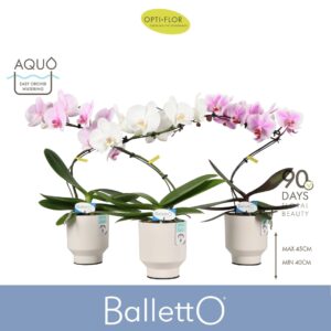 Phalaenopsis mixed Balletto mix 1 spike in Emilia White Aquo
(6 Plants/Order)(12cmP 45cmH)