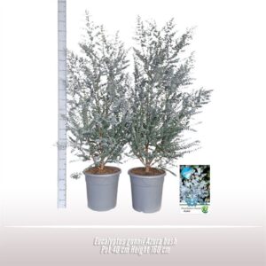 Eucalyptus gunnii 'Azura' Eucalyptus gunnii Azura struik
(1 Plants/Order)(40cmP 160cmH)