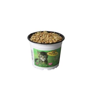 Hordeum sp.cyperus Triticum Kattengras in bedrukte Pot
(10 Plants/Order)(12cmP 10cmH)