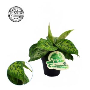 Homalomena Wallisii Camouflage Homalomena Camouflage 12cm
(8 Plants/Order)(12cmP 20cmH)