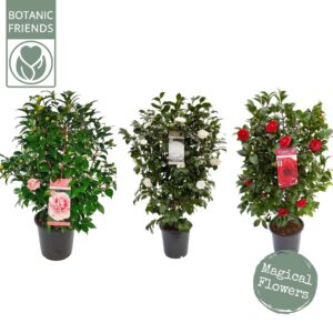 Camellia Camellia mix
(1 Plants/Order)(29cmP 105cmH)