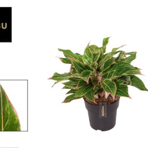 Aglaonema other Aglaonema Jungle Light
(1 Plants/Order)(19cmP 55cmH)