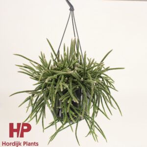 Rhipsalis baccifera subsp. horrida Rhipsalis baccifera subsp. horrida 15cm
(7 Plants/Order)(15cmP 25cmH)