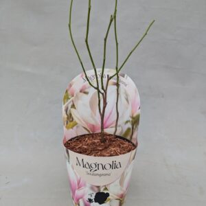 Magnolia soulangeana Magnolia 'Soulangeana' 17 cm in potcover
(1 Plants/Order)(17cmP 40cmH)