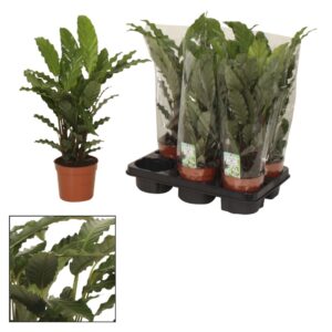 Calathea Tropistar Calathea 14cm Tropistar
(10 Plants/Order)(14cmP 45cmH)