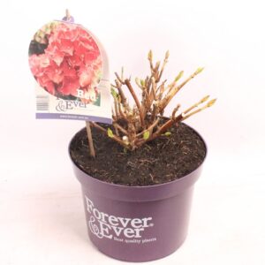 Hydrangea macrophylla Hydrangea 'Red' - C5 - Forever & Ever
(1 Plants/Order)(23cmP 20cmH)