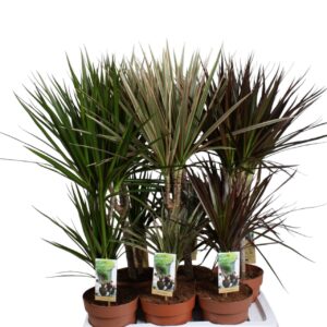 Dracaena Dracaena 30-15 mixtray (3-soort)
(6 Plants/Order)(17cmP 70cmH)