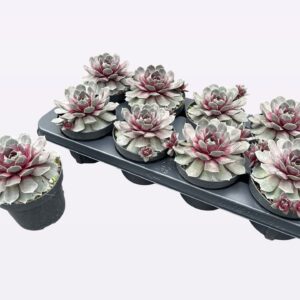 Sempervivum Chick Charms Steel appeal
(8 Plants/Order)(12cmP 15cmH)