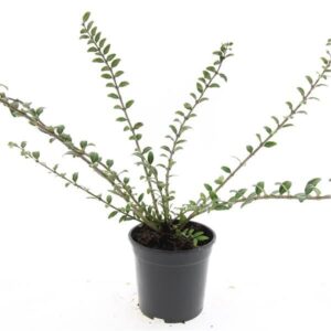 Lonicera Moss Green Lonicera pileata 'Moss Green'
(8 Plants/Order)(14cmP 10cmH)