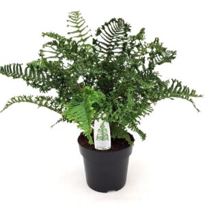 Dryopteris affinis Cristata Dryopteris affinis 'Cristata The King' ES23 5,0l
(1 Plants/Order)(23cmP 150cmH)