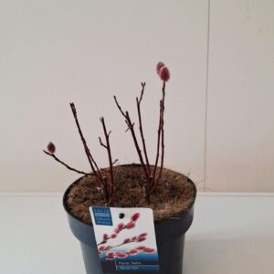 Salix gracilistyla Mt. Aso Salix Mount Aso bush p17
(1 Plants/Order)(17cmP 40cmH)