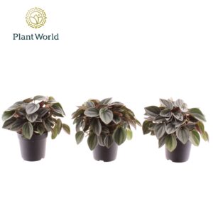Peperomia Napoli Nights Peperomia Napoli Nights 7 cm
(22 Plants/Order)(7cmP 10cmH)