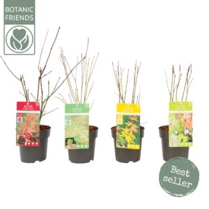 Acer palmatum Acer palm. diverse mix
(6 Plants/Order)(15cmP 40cmH)