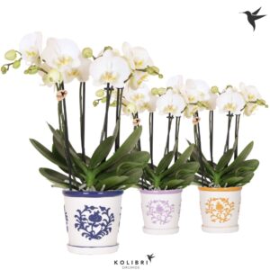 Phalaenopsis white more Ripsen Kolibri Orchids Phalaenopsis Jewel Ghent 4 spike in Malaga Pot mix
(4 Plants/Order)(12cmP 40cmH)