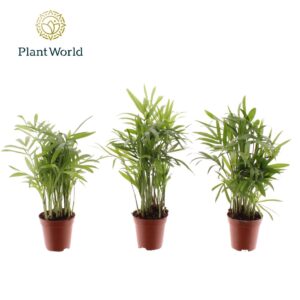 Chamaedorea elegans Tiny Lizzy (Chamaedorea)
(20 Plants/Order)(5.5cmP 20cmH)