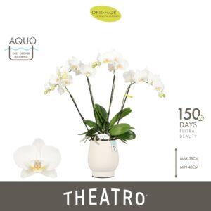 Phalaenopsis white more Ripsen Theatro Jazz 4 spike in Abruzzo White Aquo
(3 Plants/Order)(12cmP 60cmH)