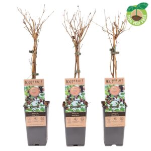 Morus alba Morus Mojo Berry
(10 Plants/Order)(15cmP 50cmH)