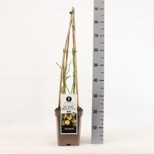 Rosa Rosa Rambler Sunny Siluetta ®, C5, 4 stok 90cm
(1 Plants/Order)(23cmP 70cmH)