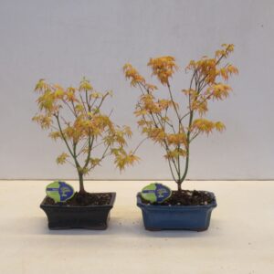 Acer palmatum Katsura acer palmatum katsura
(4 Plants/Order)(19cmP 40cmH)