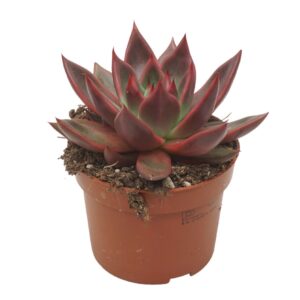Echeveria Echeveria antaris 10,5 cm
(10 Plants/Order)(10.5cmP 14cmH)