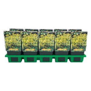 Alchemilla mollis Alchemilla mollis Auslese P11
(10 Plants/Order)(11cmP 25cmH)