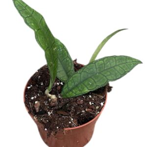 Hoya Hoya Finlaysonii Sukirin
(9 Plants/Order)(10.5cmP 15cmH)