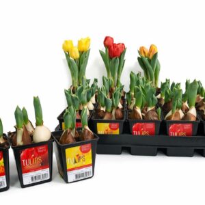 Tulipa Baby geme Tulp Baby mixed 7cm
(20 Plants/Order)(7cmP 15cmH)
