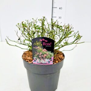 Rosa rugosa Rosa 'Lilly Rose' C2
(1 Plants/Order)(17cmP 40cmH)