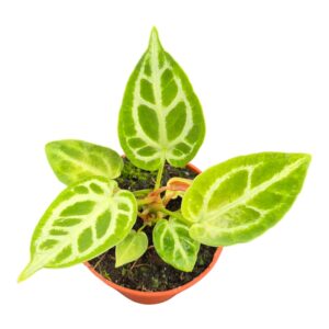 Anthurium Leaf DocBlock Anthurium Briëlle® '16' X Briëlle® '16'
(8 Plants/Order)(9cmP 15cmH)