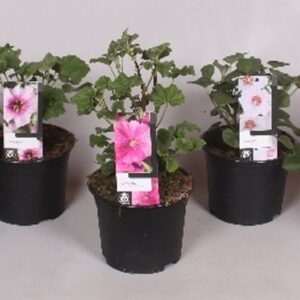 Lavatera Lavatera 'Mix' 17 cm
(1 Plants/Order)(17cmP 17cmH)