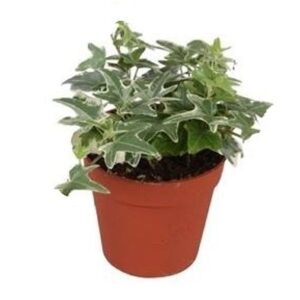 Hedera Mona Lisa Hedera helix Mona Lisa - zonder rankje
(18 Plants/Order)(9cmP 5cmH)