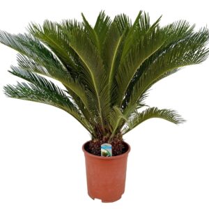 Cycas revoluta Cycas revoluta P27
(1 Plants/Order)(27cmP 100cmH)