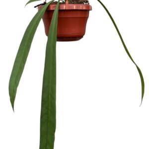 Anthurium Leaf Anthurium Vittarifolium
(8 Plants/Order)(14cmP 25cmH)