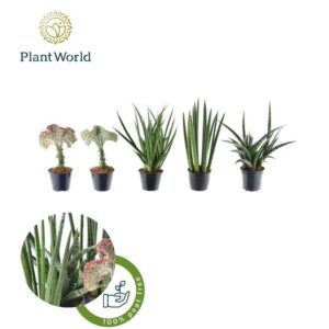 Sansevieria Cylindrica Simpson mix
(11 Plants/Order)(10.5cmP 35cmH)