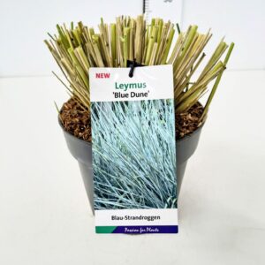 Siergrassen Leymus arenarius Leymus ar. 'Blue Dune' C5
(1 Plants/Order)(23cmP 70cmH)