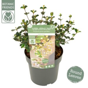 Viburnum other Viburnum Fairy Stars®
(8 Plants/Order)(19cmP 35cmH)