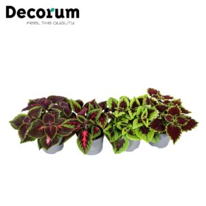Coleus Coleus minimaal 3 Types mix Decorum
(10 Plants/Order)(13cmP 20cmH)