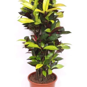 Codiaeum Mrs Iceton Codiaeum Iceton (Croton)
(1 Plants/Order)(27cmP 110cmH)