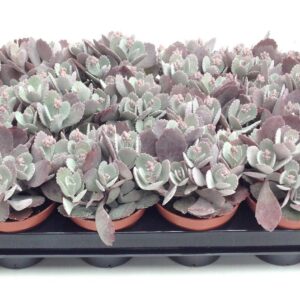 Kalanchoe pumila KALANCHOE PUMILA 8.5
(12 Plants/Order)(8.5cmP 6cmH)
