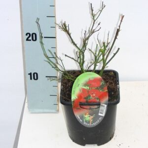 Rosa Rosa (PA) 'Fairy King' ®
(8 Plants/Order)(14cmP 10cmH)