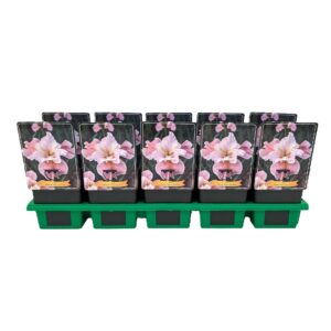 Iris sibirica Iris Sibirica 'Fancy me this' P11
(10 Plants/Order)(11cmP 25cmH)