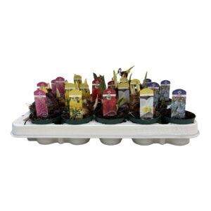 Bolbloemen Bollenmix Hyacint/Tulp/Narcis 7 cm.
(20 Plants/Order)(7cmP 20cmH)