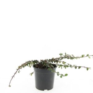 Cotoneaster dammeri Mooncreeper Cotoneaster dam. 'Mooncreeper'
(8 Plants/Order)(14cmP 10cmH)