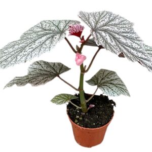 Begonia Begonia Pink mix
(14 Plants/Order)(8cmP 12cmH)