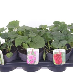 Alcea rosea Alcea rosea Chart. Double mix
(1 Plants/Order)(17cmP 20cmH)