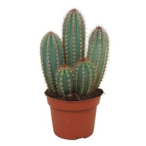 Pilosocereus pachycladus Pilosocereus odilensis 12 cm
(8 Plants/Order)(12cmP 20cmH)