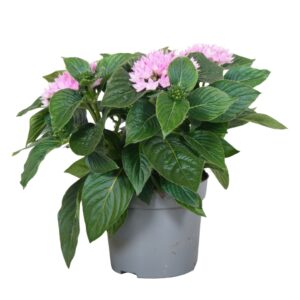 Pentas Starcluster Lavender Starcluster Lavendel
(6 Plants/Order)(13cmP 25cmH)